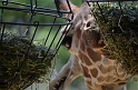Kids_DZooWThomas (24)